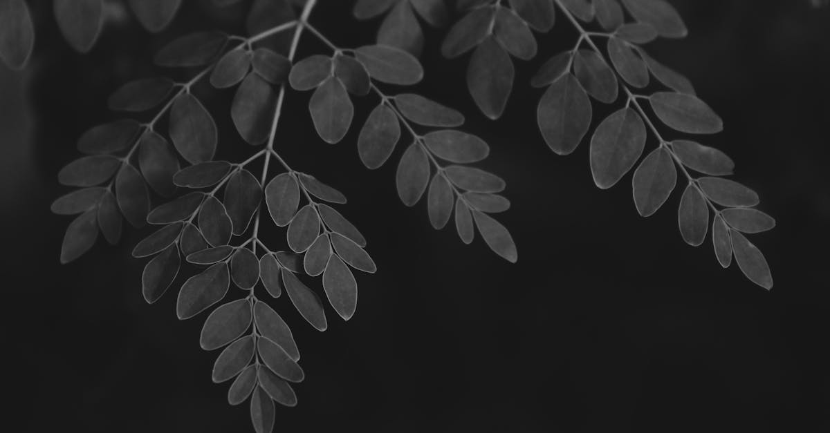 detailed black and white image of moringa leaves on a dark background